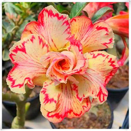 Desert Rose , Indoor or Outdoor(Desert Rose for Planting) Continuously, Drought Tolerant,Desert Rose For Sale