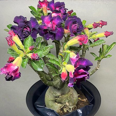 Desert Rose ,Indoor or Outdoor(Desert Rose for Planting) Continuously, Drought Tolerant,Desert Rose For Sale