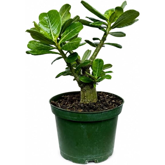 Desert Rose Live Plant in 6 Inch Pot, Adenium Obesum Succulent, Flowering Succulent Plant