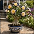 thumbnail image 1 of Desert Rose, Low Maintenance - Easy Grow - Ideal for Beds Borders, Plant Pots & Planters, 1 of 5