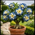 thumbnail image 1 of Desert Rose, Low Maintenance - Easy Grow - Ideal for Beds Borders, Plant Pots & Planters, 1 of 5