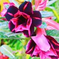 thumbnail image 1 of Desert Rose, Low Maintenance - Easy Grow - Ideal for Beds Borders, Plant Pots & Planters, 1 of 5