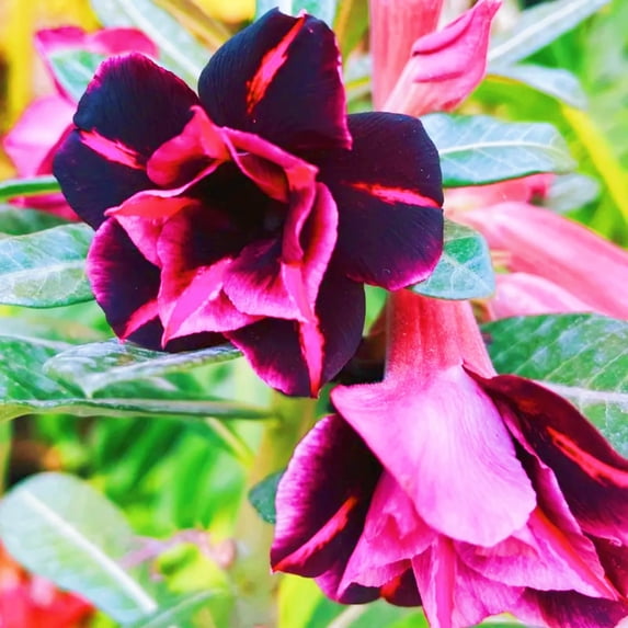 Desert Rose, Low Maintenance - Easy Grow - Ideal for Beds Borders, Plant Pots & Planters