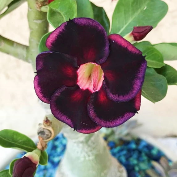 Desert Rose, Low Maintenance - Easy Grow - Ideal for Beds Borders, Plant Pots & Planters