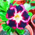 thumbnail image 1 of Desert Rose, Low Maintenance - Easy Grow - Ideal for Beds Borders, Plant Pots & Planters, 1 of 4