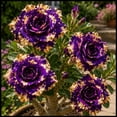 thumbnail image 1 of Desert Rose, Low Maintenance - Easy Grow - Ideal for Beds Borders, Plant Pots & Planters, 1 of 5