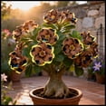 thumbnail image 1 of Desert Rose, Low Maintenance - Easy Grow - Ideal for Beds Borders, Plant Pots & Planters, 1 of 5