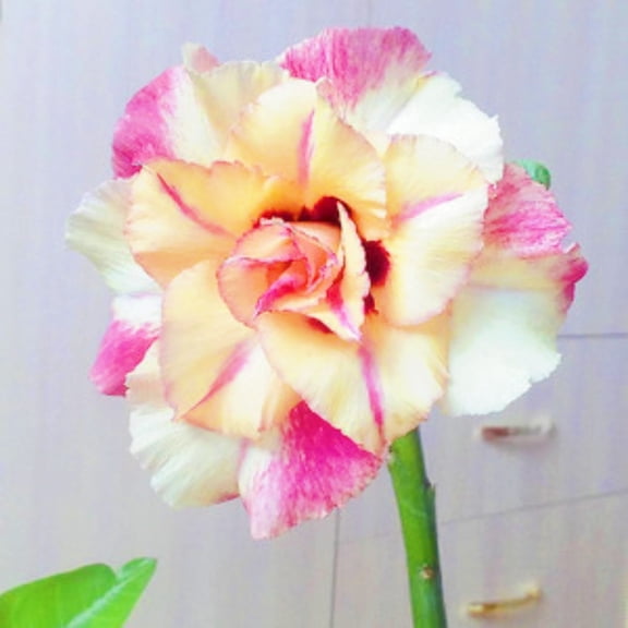 Desert Rose, Low Maintenance - Easy Grow - Ideal for Beds Borders, Plant Pots & Planters