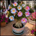 thumbnail image 1 of Desert Rose, Low Maintenance - Easy Grow - Ideal for Beds Borders, Plant Pots & Planters, 1 of 5