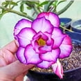 thumbnail image 1 of Desert Rose, Low Maintenance - Easy Grow - Ideal for Beds Borders, Plant Pots & Planters, 1 of 4