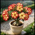 thumbnail image 1 of Desert Rose, Low Maintenance - Easy Grow - Ideal for Beds Borders, Plant Pots & Planters, 1 of 5