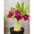 thumbnail image 1 of Desert Rose, Low Maintenance - Easy Grow - Ideal for Beds Borders, Plant Pots & Planters, 1 of 4