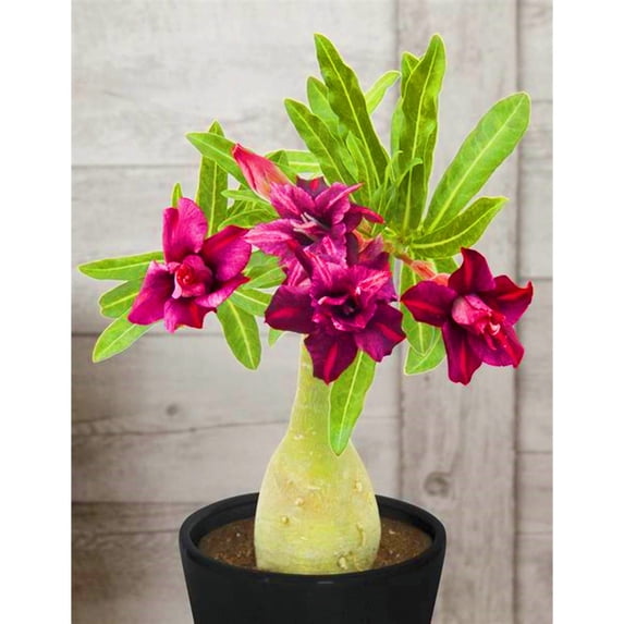 Desert Rose, Low Maintenance - Easy Grow - Ideal for Beds Borders, Plant Pots & Planters