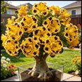 thumbnail image 1 of Desert Rose, Low Maintenance - Easy Grow - Ideal for Beds Borders, Plant Pots & Planters, 1 of 5