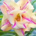 thumbnail image 1 of Desert Rose, Low Maintenance - Easy Grow - Ideal for Beds Borders, Plant Pots & Planters, 1 of 5