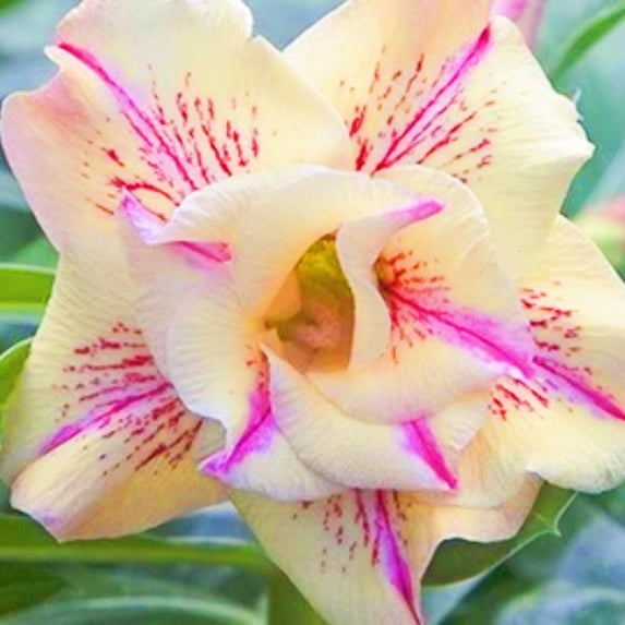 Desert Rose, Low Maintenance - Easy Grow - Ideal for Beds Borders, Plant Pots & Planters
