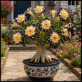 thumbnail image 1 of Desert Rose, Low Maintenance - Easy Grow - Ideal for Beds Borders, Plant Pots & Planters, 1 of 5