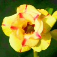 thumbnail image 1 of Desert Rose, Low Maintenance - Easy Grow - Ideal for Beds Borders, Plant Pots & Planters, 1 of 4