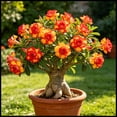 thumbnail image 1 of Desert Rose, Low Maintenance - Easy Grow - Ideal for Beds Borders, Plant Pots & Planters, 1 of 5