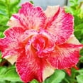 thumbnail image 1 of Desert Rose, Low Maintenance - Easy Grow - Ideal for Beds Borders, Plant Pots & Planters, 1 of 4