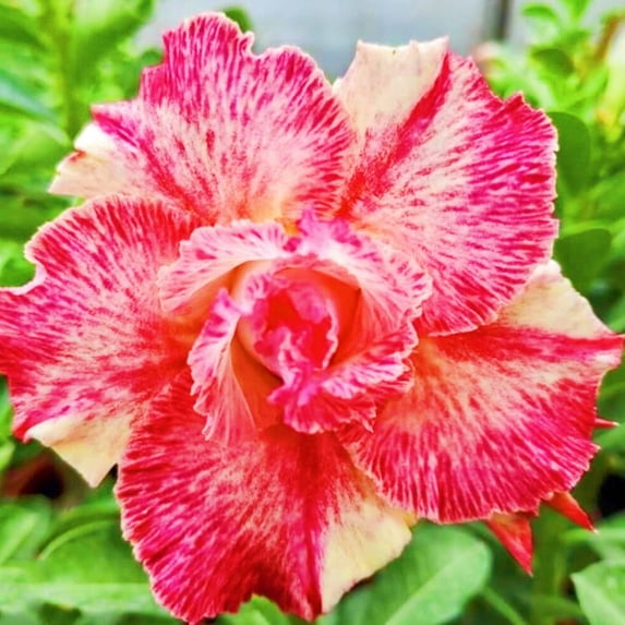 Desert Rose, Low Maintenance - Easy Grow - Ideal for Beds Borders, Plant Pots & Planters