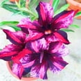 thumbnail image 1 of Desert Rose, Low Maintenance - Easy Grow - Ideal for Beds Borders, Plant Pots & Planters, 1 of 4