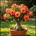 thumbnail image 1 of Desert Rose, Low Maintenance - Easy Grow - Ideal for Beds Borders, Plant Pots & Planters, 1 of 5