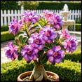 thumbnail image 1 of Desert Rose, Low Maintenance - Easy Grow - Ideal for Beds Borders, Plant Pots & Planters, 1 of 5