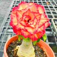 thumbnail image 1 of Desert Rose, Low Maintenance - Easy Grow - Ideal for Beds Borders, Plant Pots & Planters, 1 of 4