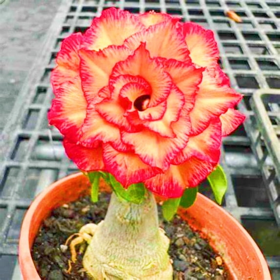 Desert Rose, Low Maintenance - Easy Grow - Ideal for Beds Borders, Plant Pots & Planters