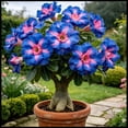 thumbnail image 1 of Desert Rose, Low Maintenance - Easy Grow - Ideal for Beds Borders, Plant Pots & Planters, 1 of 5