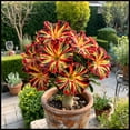 thumbnail image 1 of Desert Rose, Low Maintenance - Easy Grow - Ideal for Beds Borders, Plant Pots & Planters, 1 of 5