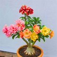 thumbnail image 1 of Desert Rose, Low Maintenance - Easy Grow - Ideal for Beds Borders, Plant Pots & Planters, 1 of 4