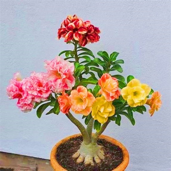 Desert Rose, Low Maintenance - Easy Grow - Ideal for Beds Borders, Plant Pots & Planters