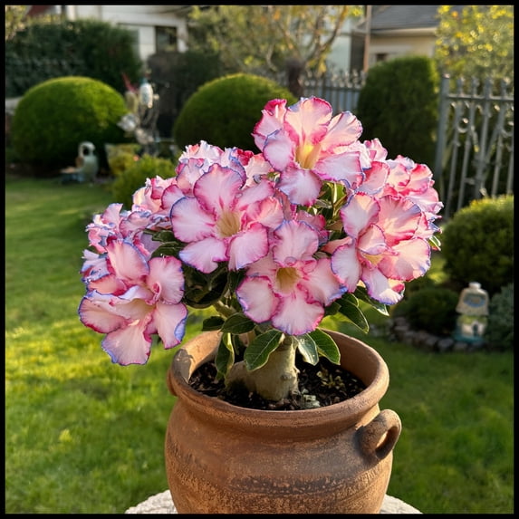 Desert Rose, Low Maintenance - Easy Grow - Ideal for Beds Borders, Plant Pots & Planters