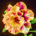 thumbnail image 1 of Desert Rose, Low Maintenance - Easy Grow - Ideal for Beds Borders, Plant Pots & Planters, 1 of 4