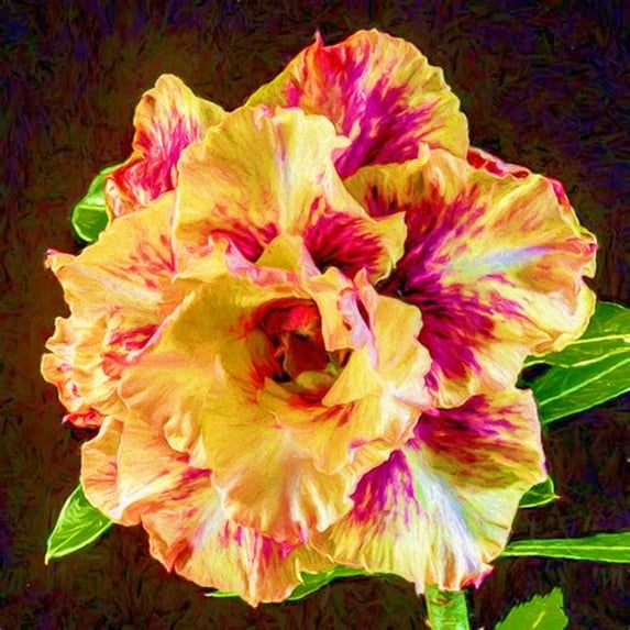 Desert Rose, Low Maintenance - Easy Grow - Ideal for Beds Borders, Plant Pots & Planters