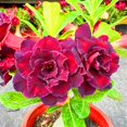 thumbnail image 1 of Desert Rose, Low Maintenance - Easy Grow - Ideal for Beds Borders, Plant Pots & Planters, 1 of 4