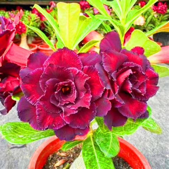 Desert Rose, Low Maintenance - Easy Grow - Ideal for Beds Borders, Plant Pots & Planters