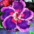 thumbnail image 1 of Desert Rose, Low Maintenance - Easy Grow - Ideal for Beds Borders, Plant Pots & Planters, 1 of 4