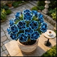 thumbnail image 1 of Desert Rose, Low Maintenance - Easy Grow - Ideal for Beds Borders, Plant Pots & Planters, 1 of 5