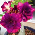 thumbnail image 1 of Desert Rose, Low Maintenance - Easy Grow - Ideal for Beds Borders, Plant Pots & Planters, 1 of 5