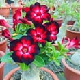thumbnail image 1 of Desert Rose, Low Maintenance - Easy Grow - Ideal for Beds Borders, Plant Pots & Planters, 1 of 4