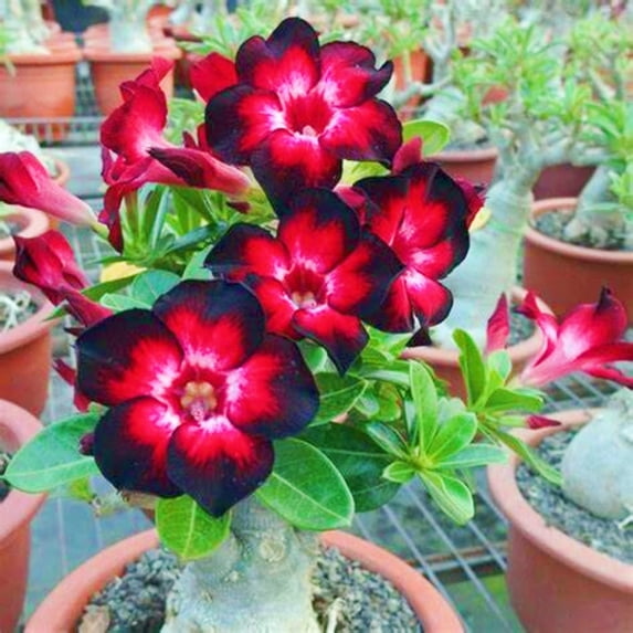 Desert Rose, Low Maintenance - Easy Grow - Ideal for Beds Borders, Plant Pots & Planters