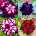 thumbnail image 1 of Desert Rose, Low Maintenance - Easy Grow - Ideal for Beds Borders, Plant Pots & Planters, 1 of 4