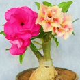 thumbnail image 1 of Desert Rose, Low Maintenance - Easy Grow - Ideal for Beds Borders, Plant Pots & Planters, 1 of 4