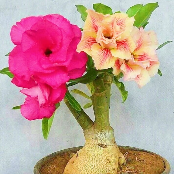 Desert Rose, Low Maintenance - Easy Grow - Ideal for Beds Borders, Plant Pots & Planters