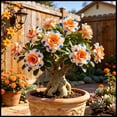 thumbnail image 1 of Desert Rose, Low Maintenance - Easy Grow - Ideal for Beds Borders, Plant Pots & Planters, 1 of 5
