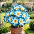 thumbnail image 1 of Desert Rose, Low Maintenance - Easy Grow - Ideal for Beds Borders, Plant Pots & Planters, 1 of 5