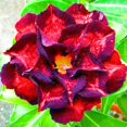 thumbnail image 1 of Desert Rose, Low Maintenance - Easy Grow - Ideal for Beds Borders, Plant Pots & Planters, 1 of 4